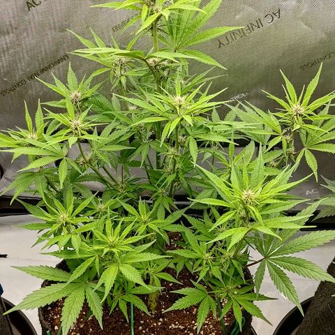 Lemon Cherry Cookies  #2 growlog timeline photo