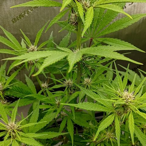 Lemon Cherry Cookies  #2 growlog timeline photo