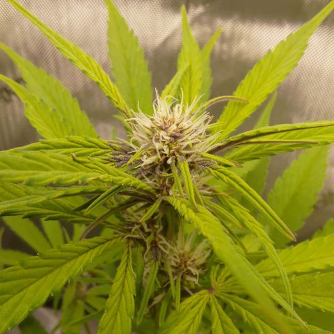 Lemon Cherry Cookies  #2 growlog timeline photo