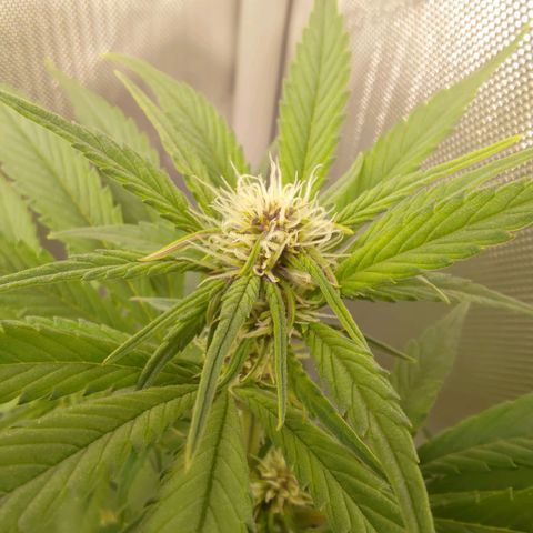 Lemon Cherry Cookies  #3 growlog timeline photo