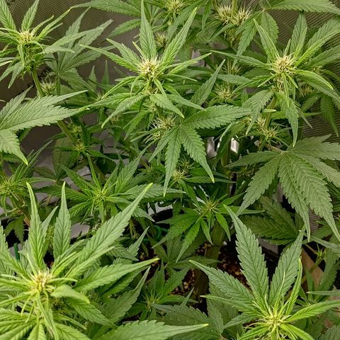 Lemon Cherry Cookies  #3 growlog timeline photo
