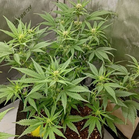 Lemon Cherry Cookies  #3 growlog timeline photo