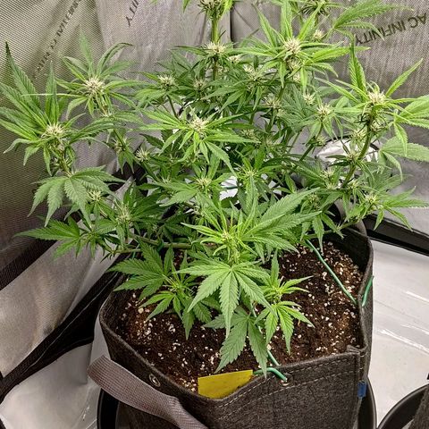 Lemon Cherry Cookies  #1 growlog timeline photo