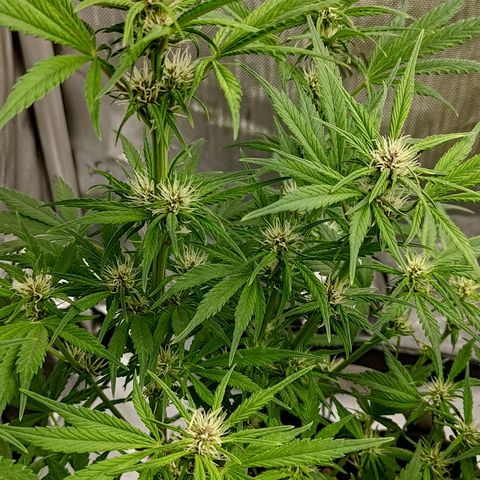 Lemon Cherry Cookies  #1 growlog timeline photo