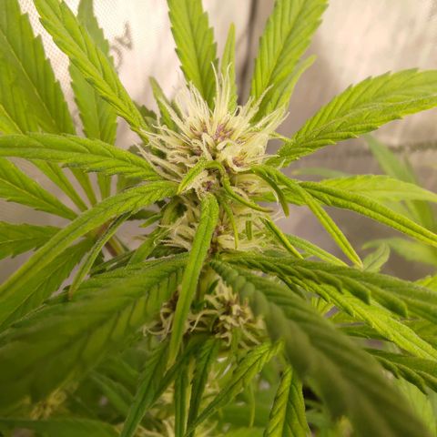 Lemon Cherry Cookies  #1 growlog timeline photo