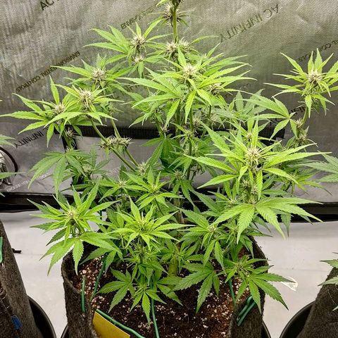 Lemon Cherry Cookies  #2 growlog timeline photo