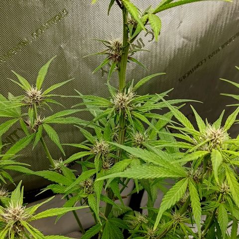 Lemon Cherry Cookies  #2 growlog timeline photo