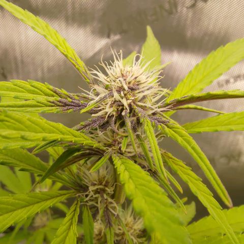 Lemon Cherry Cookies  #2 growlog timeline photo