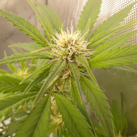 Lemon Cherry Cookies  #3 growlog timeline photo