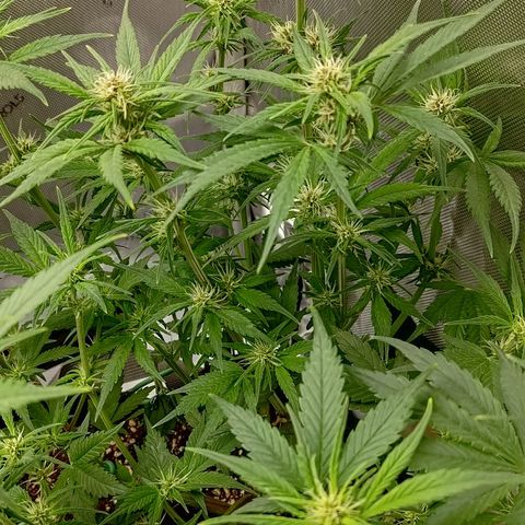 Lemon Cherry Cookies  #3 growlog timeline photo