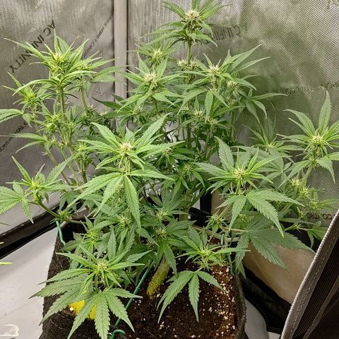 Lemon Cherry Cookies  #3 growlog timeline photo