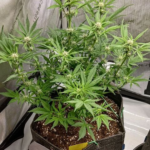 Lemon Cherry Cookies  #1 growlog timeline photo