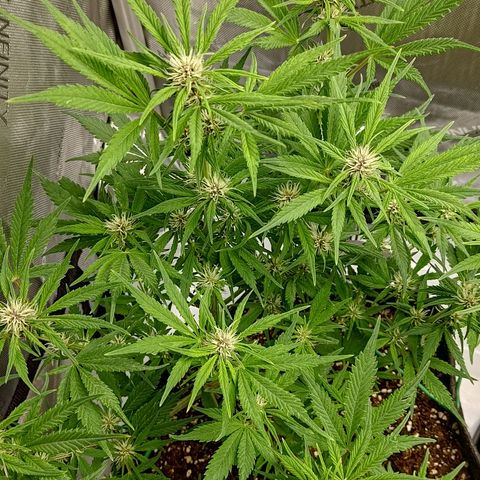 Lemon Cherry Cookies  #1 growlog timeline photo