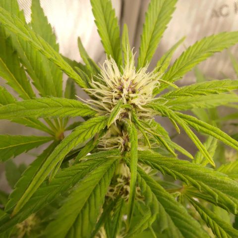 Lemon Cherry Cookies  #1 growlog timeline photo