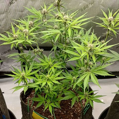 Lemon Cherry Cookies  #2 growlog timeline photo
