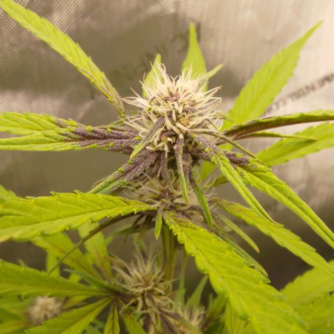 Lemon Cherry Cookies  #2 growlog timeline photo