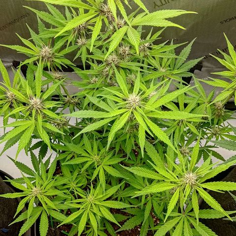 Lemon Cherry Cookies  #2 growlog timeline photo