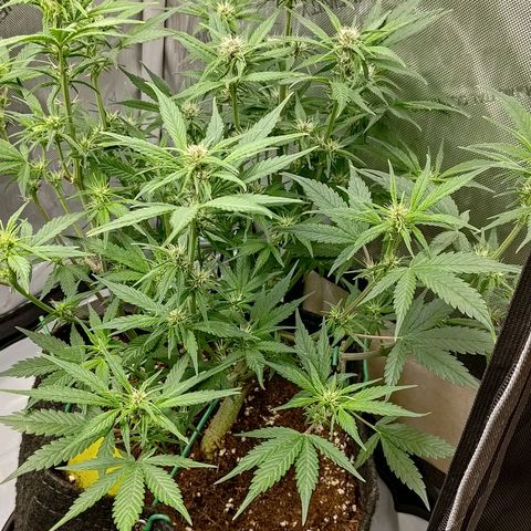 Lemon Cherry Cookies  #3 growlog timeline photo