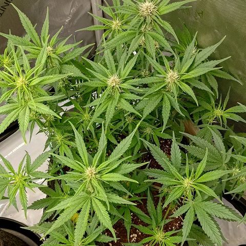 Lemon Cherry Cookies  #3 growlog timeline photo