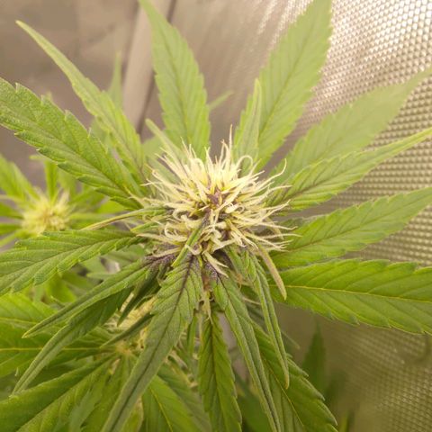 Lemon Cherry Cookies  #3 growlog timeline photo