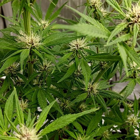 Lemon Cherry Cookies  #1 growlog timeline photo