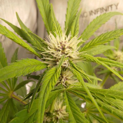 Lemon Cherry Cookies  #1 growlog timeline photo
