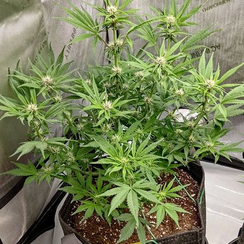 Lemon Cherry Cookies  #1 growlog timeline photo