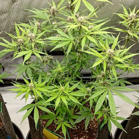 Lemon Cherry Cookies  #2 growlog timeline photo