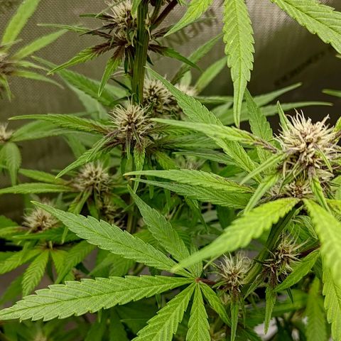 Lemon Cherry Cookies  #2 growlog timeline photo