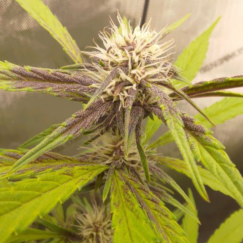 Lemon Cherry Cookies  #2 growlog timeline photo