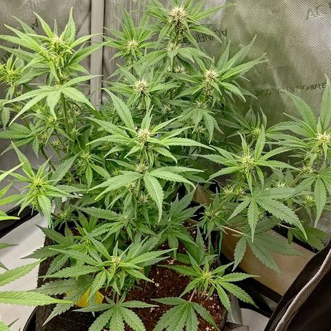 Lemon Cherry Cookies  #3 growlog timeline photo