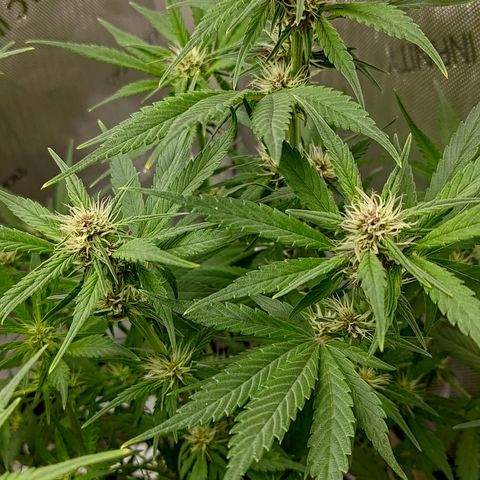 Lemon Cherry Cookies  #3 growlog timeline photo