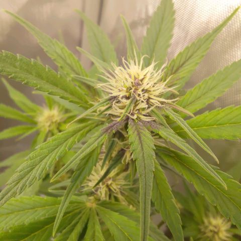 Lemon Cherry Cookies  #3 growlog timeline photo