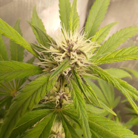 Lemon Cherry Cookies  #1 growlog timeline photo