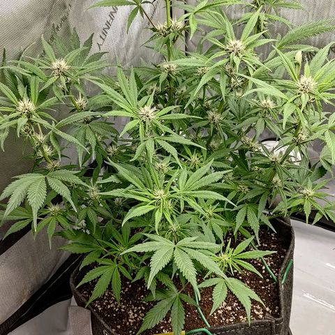 Lemon Cherry Cookies  #1 growlog timeline photo