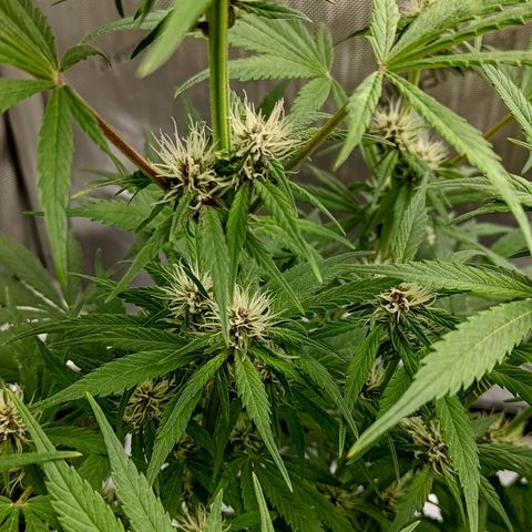 Lemon Cherry Cookies  #1 growlog timeline photo