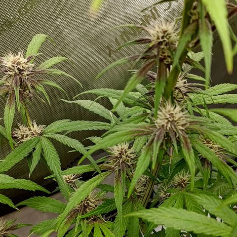 Lemon Cherry Cookies  #2 growlog timeline photo