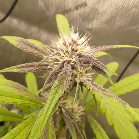 Lemon Cherry Cookies  #2 growlog timeline photo
