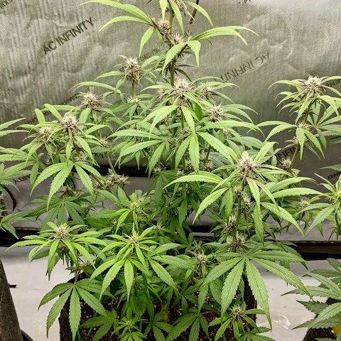 Lemon Cherry Cookies  #2 growlog timeline photo