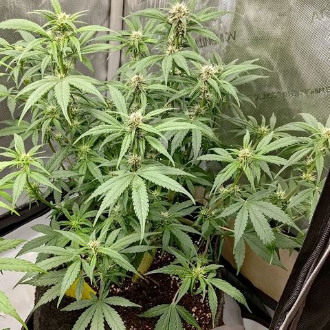 Lemon Cherry Cookies  #3 growlog timeline photo
