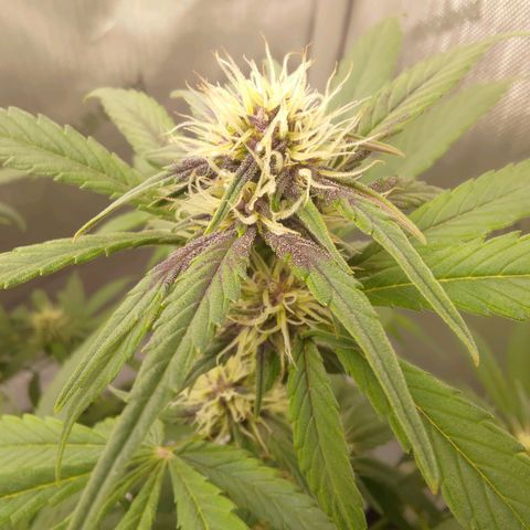 Lemon Cherry Cookies  #3 growlog timeline photo