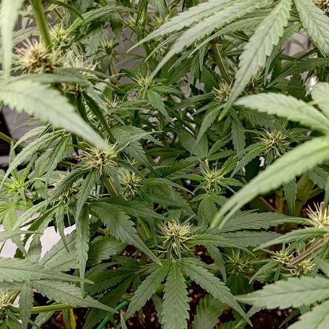 Lemon Cherry Cookies  #3 growlog timeline photo