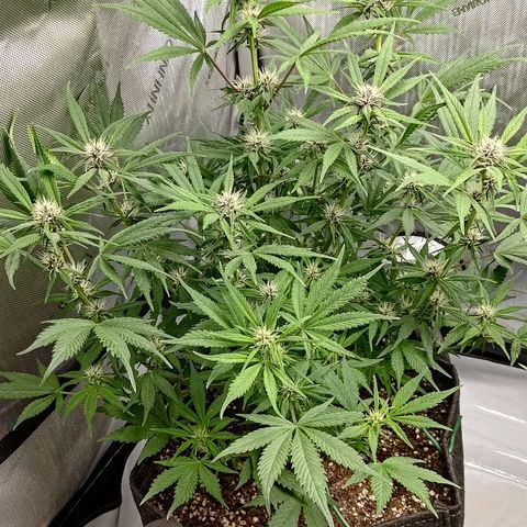 Lemon Cherry Cookies  #1 growlog timeline photo