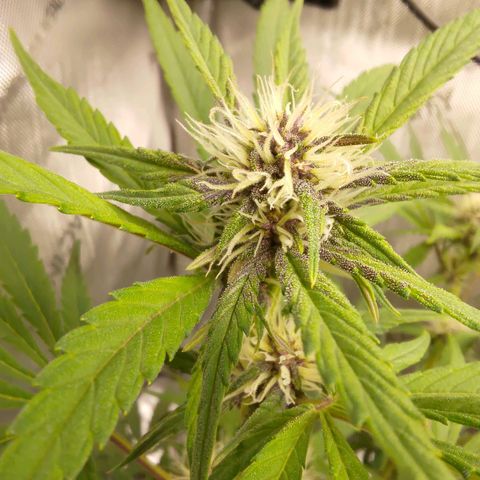 Lemon Cherry Cookies  #1 growlog timeline photo