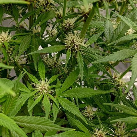 Lemon Cherry Cookies  #1 growlog timeline photo