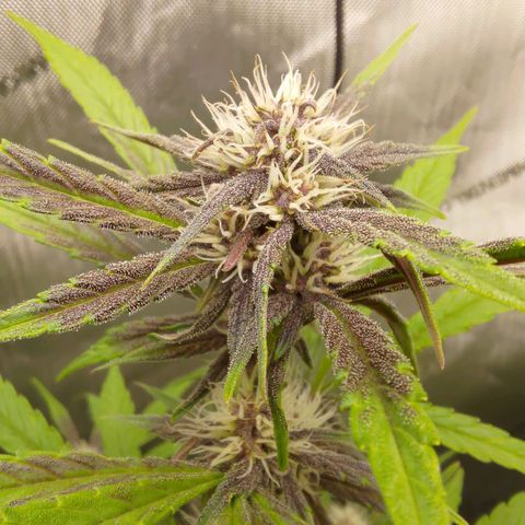Lemon Cherry Cookies  #2 growlog timeline photo