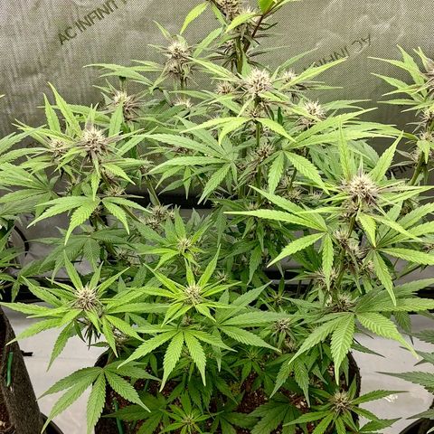 Lemon Cherry Cookies  #2 growlog timeline photo