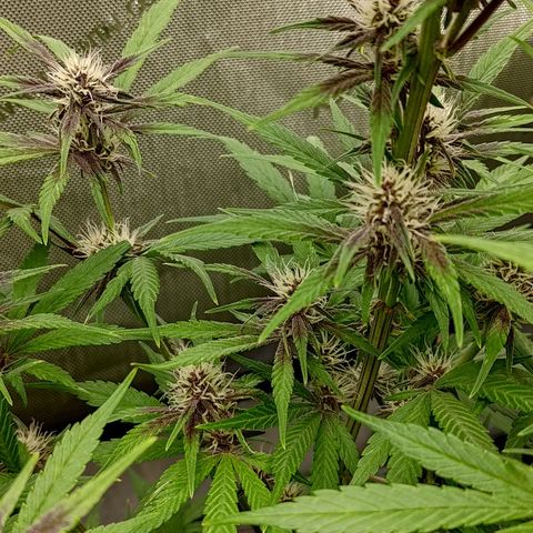 Lemon Cherry Cookies  #2 growlog timeline photo