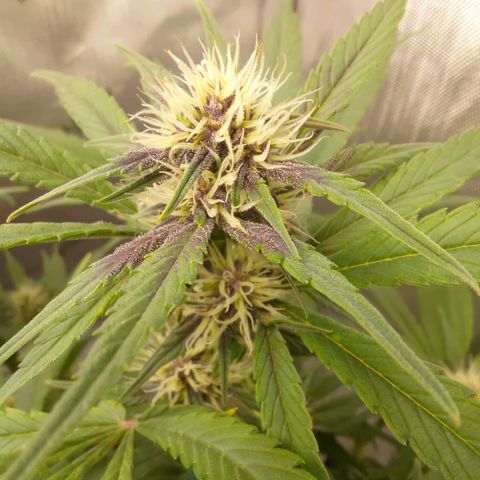 Lemon Cherry Cookies  #3 growlog timeline photo