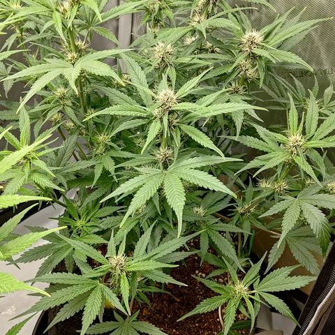 Lemon Cherry Cookies  #3 growlog timeline photo